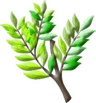 Acacia: Masonic Symbol of Immortality